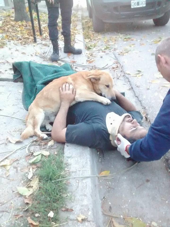 El perro que no abandonó a su dueño tras un accidente (FOTOS)