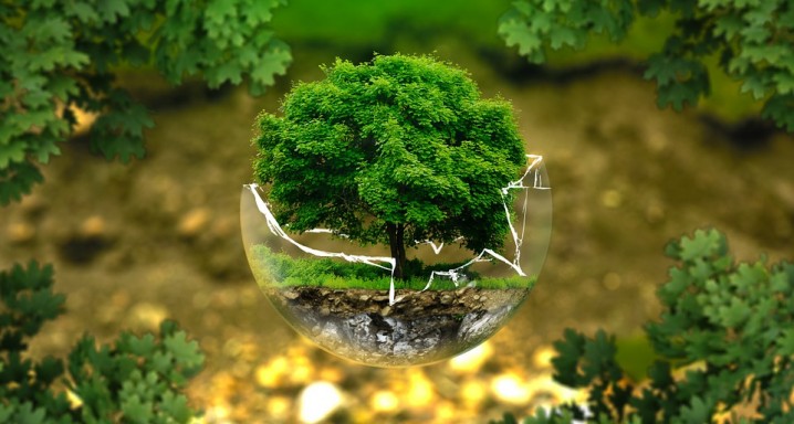 Estas 6 noticias ambientales te alegraran el día
