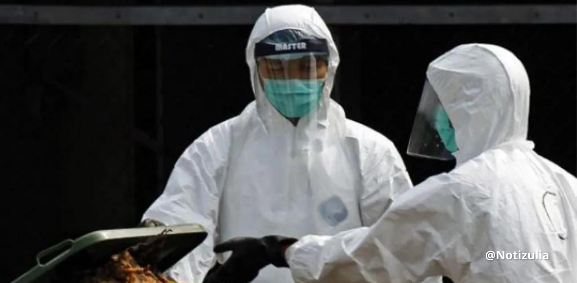 Detectan en China primer caso de H3N8 en humanos