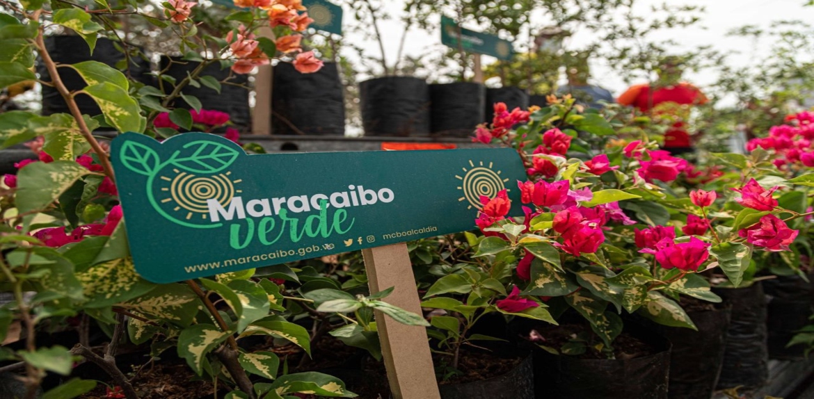 250 arboles sembrados en familia dan inicio al Plan Maracaibo Verde