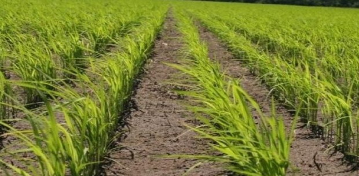 Venezuela hace alianza con Vietnam para aumentar la producción local de arroz