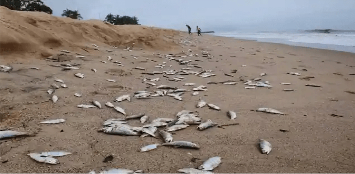 Centenares de Peces muertos aparecen en  orillas de las costas de Anzoátegui.