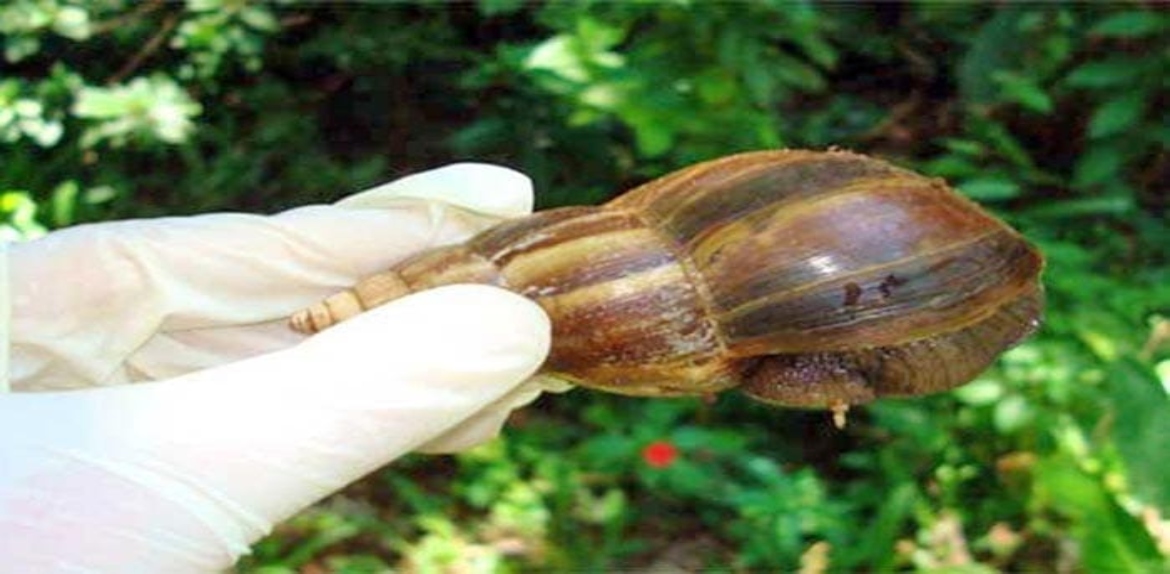Alerta por proliferación de caracoles africanos en el Sur del Lago