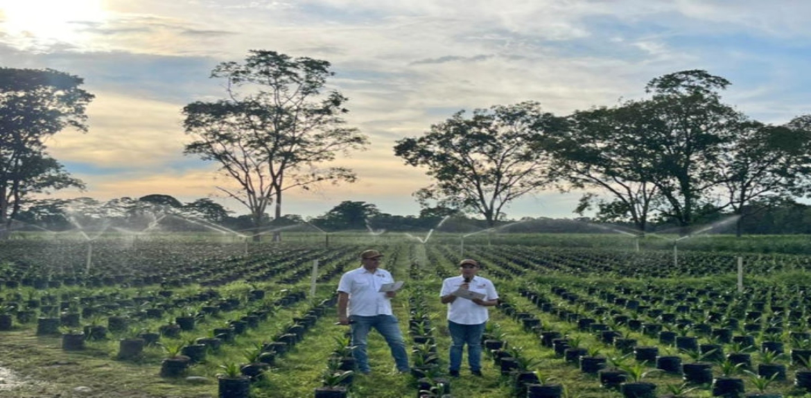 Impulsan producción de plátano y palma aceitera en el Zulia