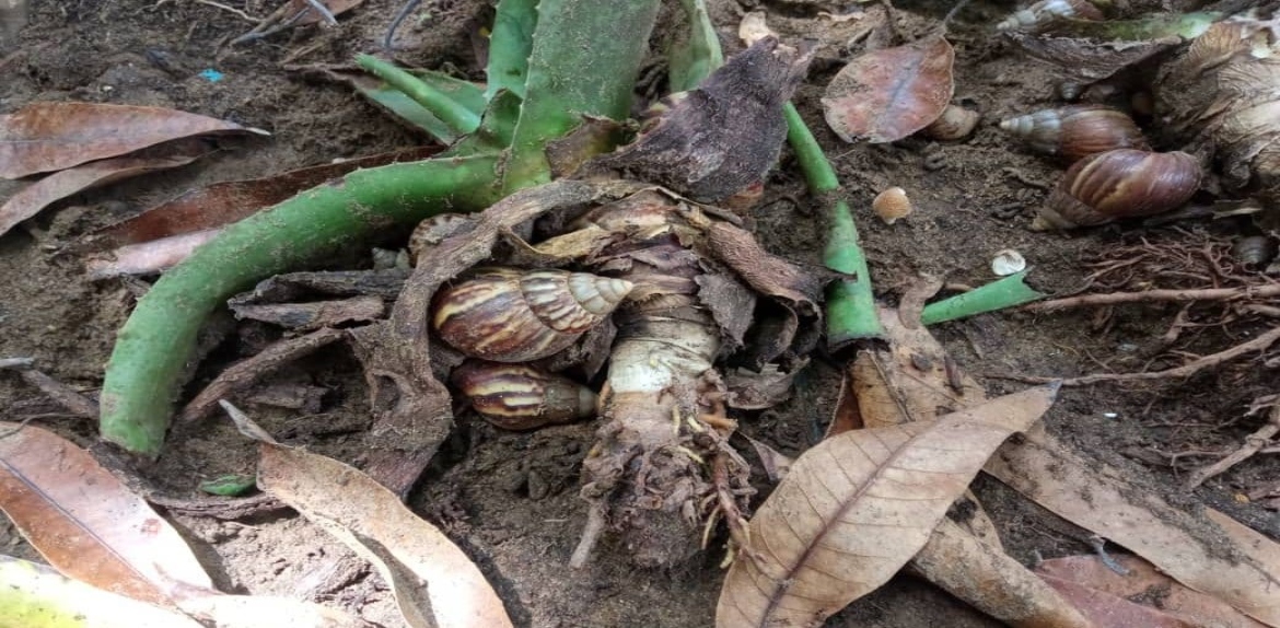 Maracaibo en alerta ante proliferación de caracoles africanos