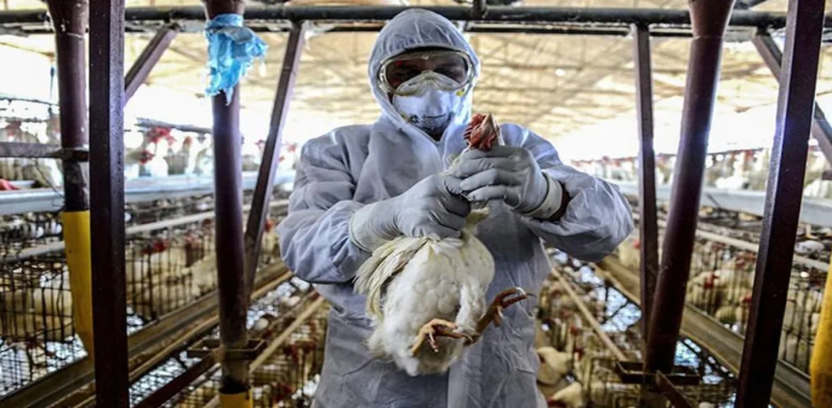 Ministerio de Salud activó plan para la prevención de la gripe aviar