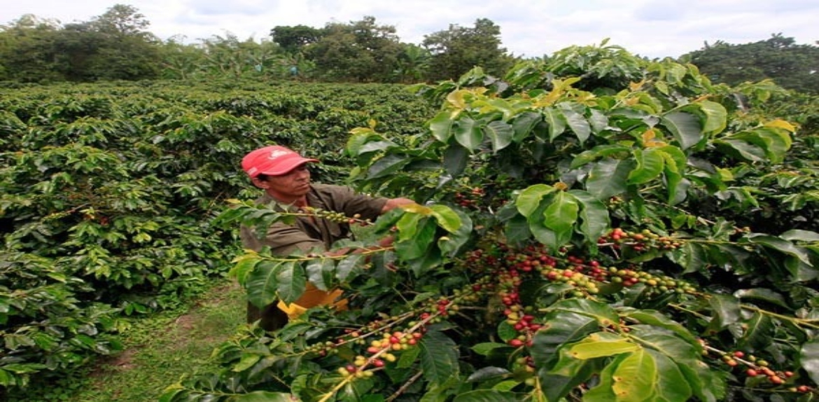 Impulsan en Zulia producción de café, frutas y miel