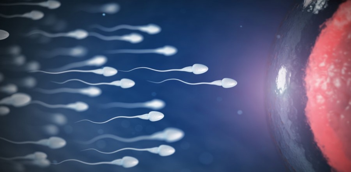 Covid afecta producción de espermatozoides
