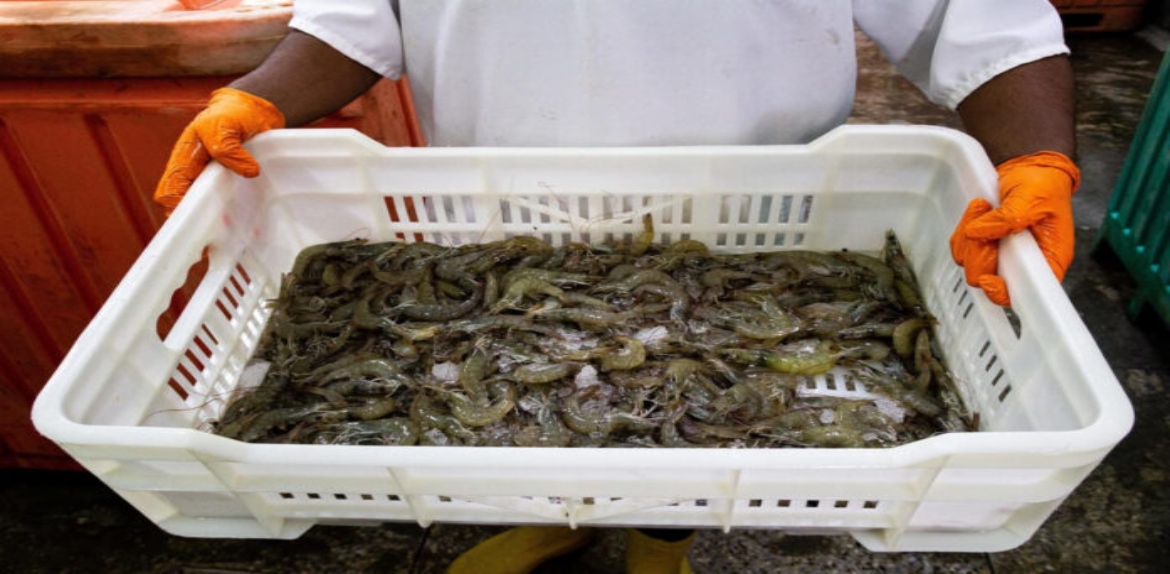 En el Zulia hay 18 plantas procesadoras de camarón