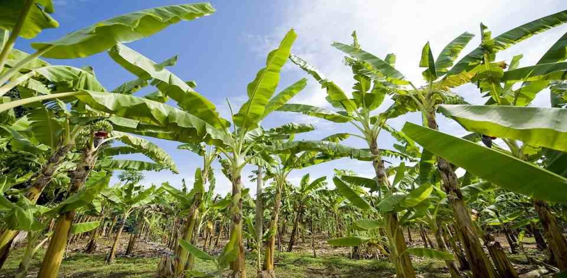 Fumplaven: disminuye en un 50% la producción de plátanos por cambios climáticos en el Sur del Lago