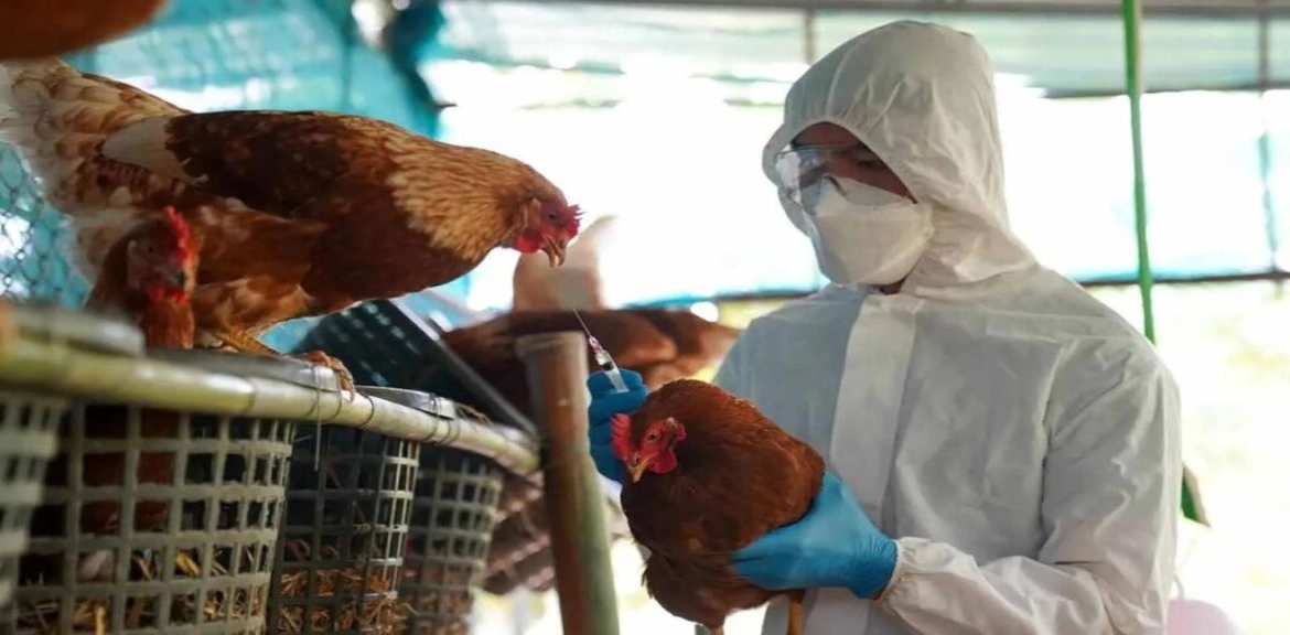 OMS advierte que gripe aviar podría propagarse a los humanos