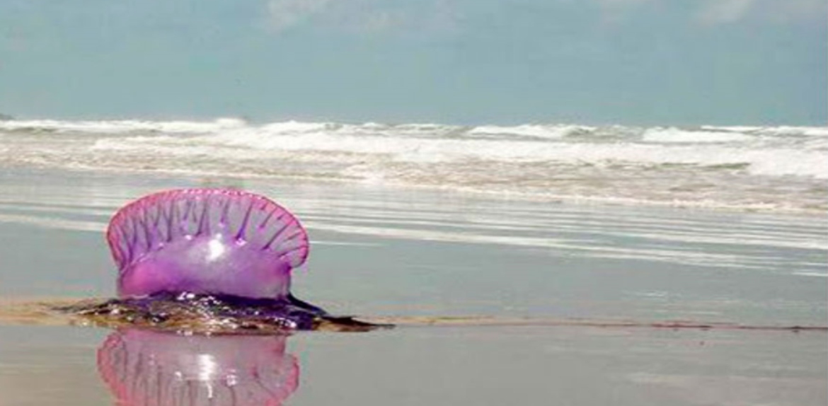 Alertan sobre presencia de medusas venenosas en playas de Falcón y Aragua
