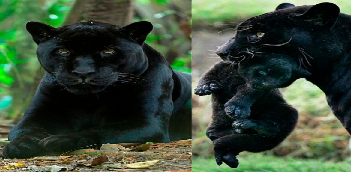 Melanismo, el curioso exceso de pigmentación que convierte a algunos animales en totalmente negros