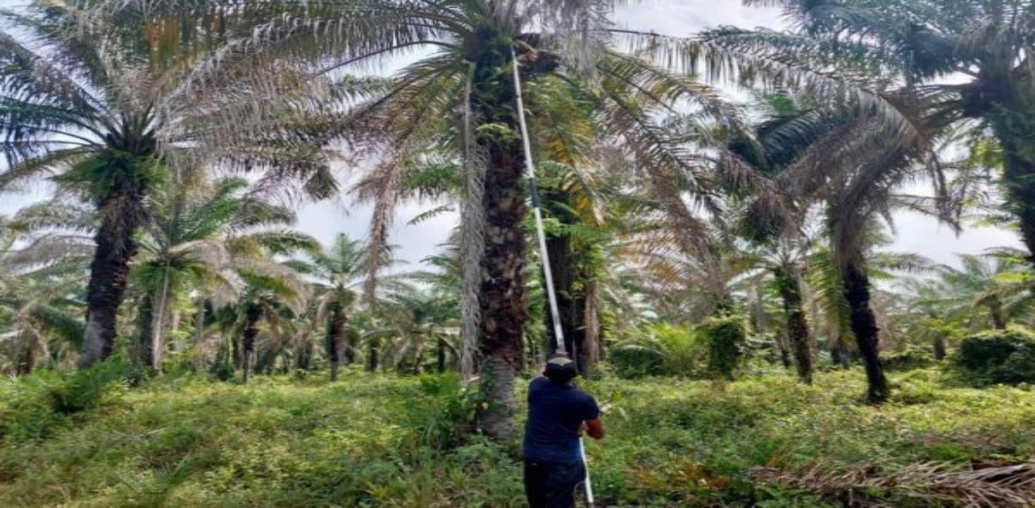 El Zulia es el primer productor de palma aceitera en Venezuela