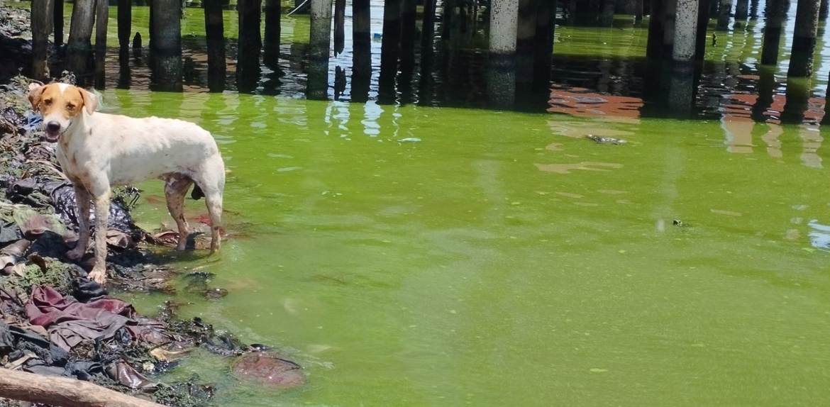 Ambientalistas alertan sobre una cianobacteria que es tóxica para la fauna y para los humanos en el Lago de Maracaibo