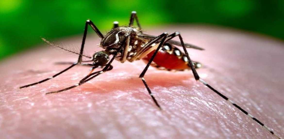 Reportan que casos de dengue en el país subieron de 10 a 40 por semana