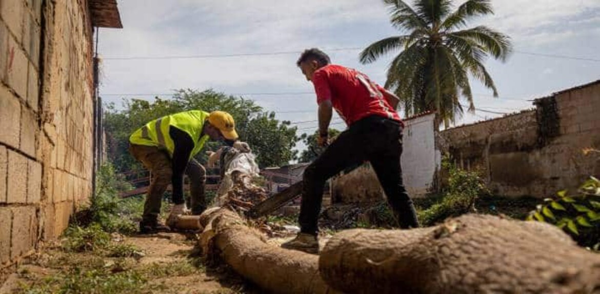 Multaran con 60$ a los que talen árboles en Maracaibo