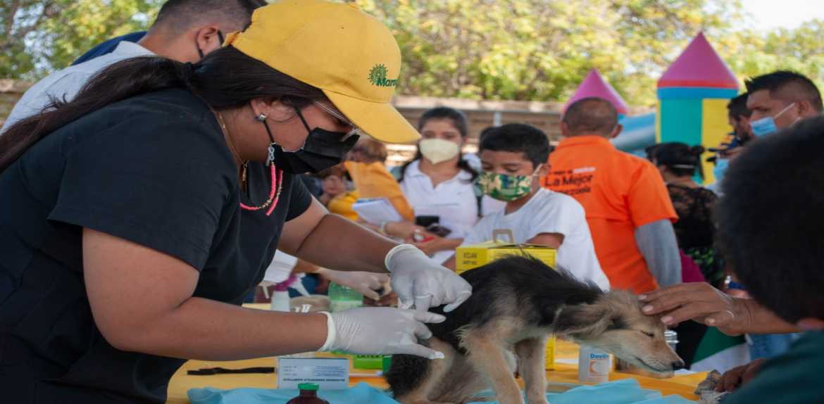 235 animales esterilizó la Alcaldía de Maracaibo con la Jornada Castralat