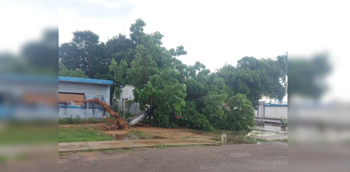 Fuertes lluvias provocaron inundaciones y árboles caídos en Maracaibo