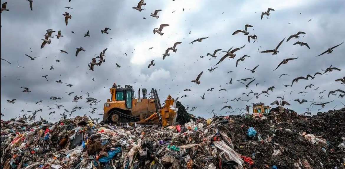 Venezuela inicia plan de cacería de zamuros debido a su aumento en sitios de desechos
