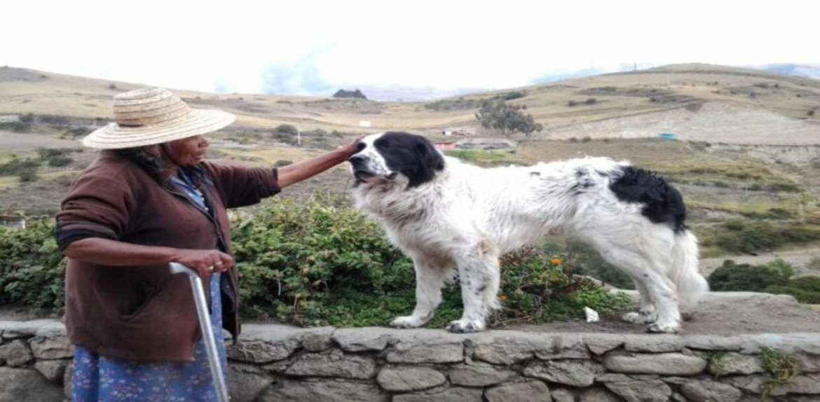 Federación Canina de Venezuela certificó a los Perros Mucuchíes como única raza pura del país