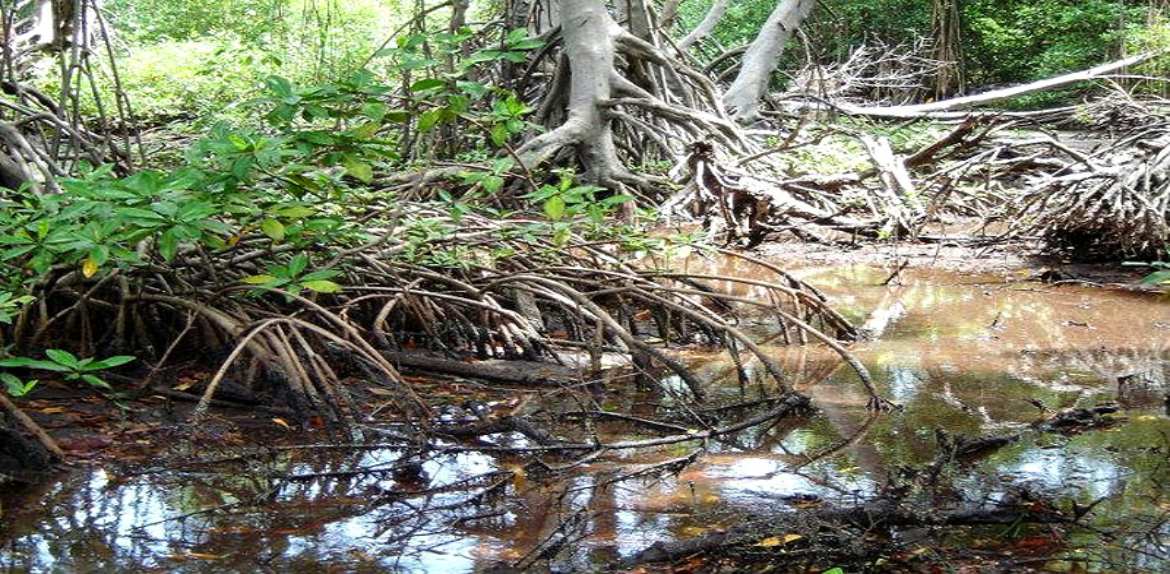 Inician recuperación de manglares en el Lago de Maracaibo