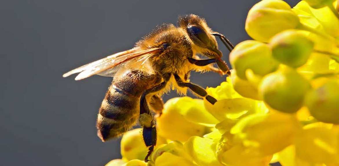 20 millones de abejas sostienen la producción de miel zuliana