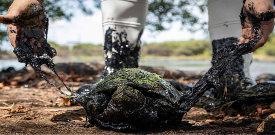 Tortuga petrolizada reaviva denuncias de contaminación en el Lago