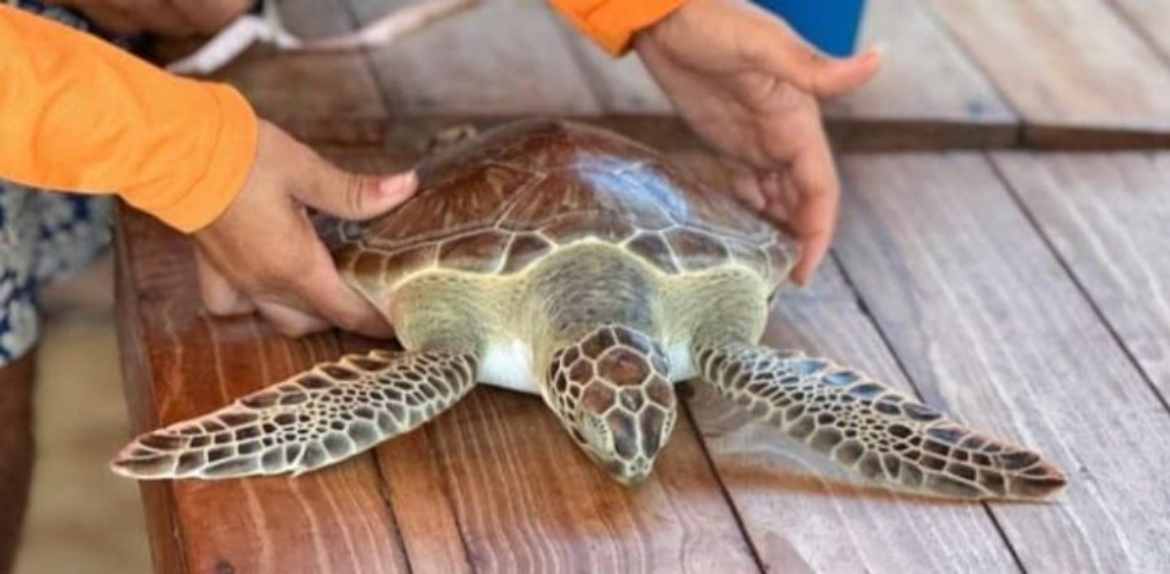 Liberaron tortuga verde en el Golfo de Venezuela