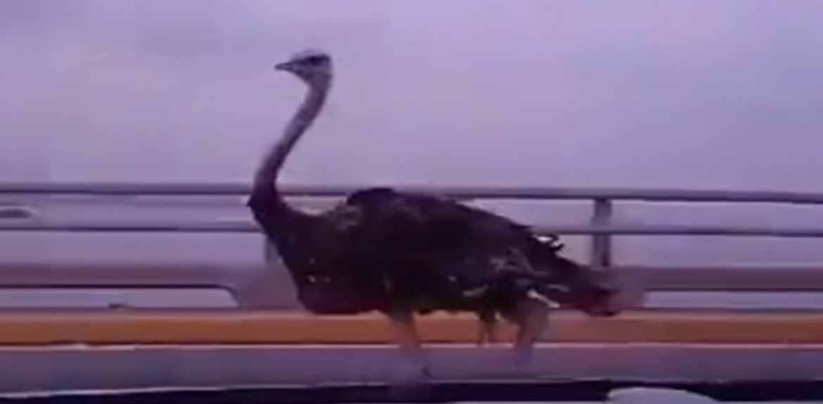 Un video muestra cómo llegaron los avestruces al Puente sobre el Lago