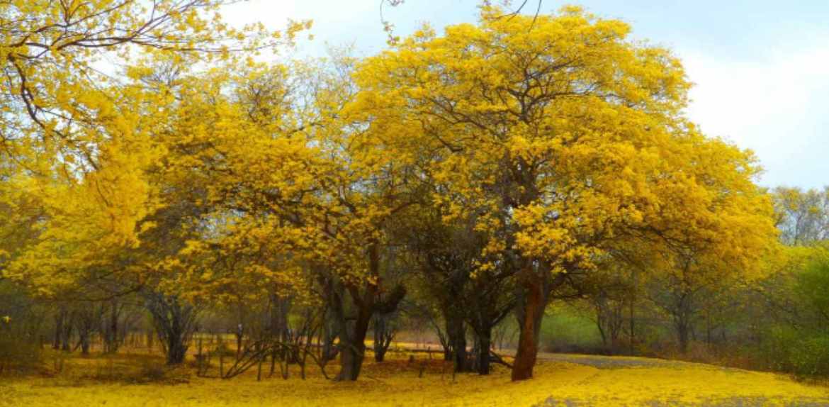 Seis mil zulianos disfrutaron el florecimiento de los curarires en el Jardín Botánico