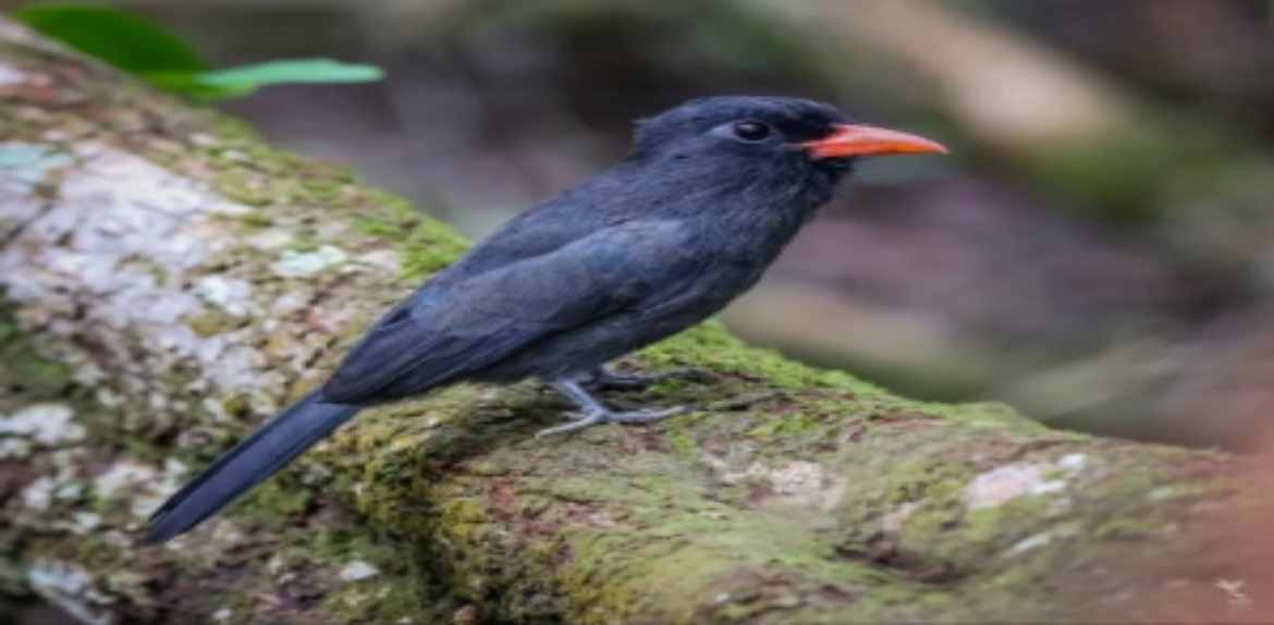 Descubren nueva especie de ave en Venezuela