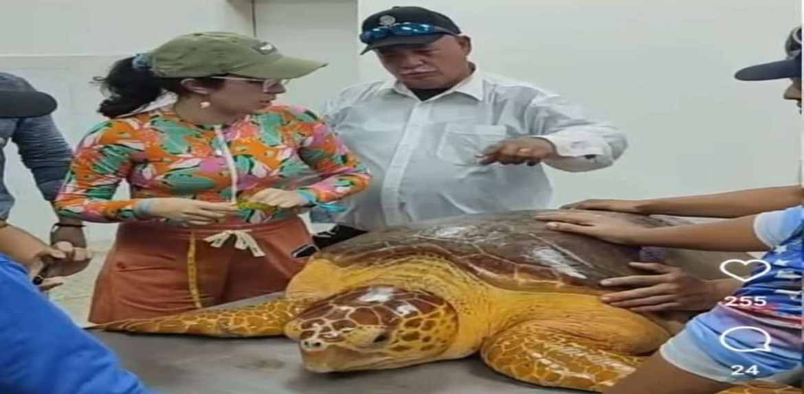 Liberan tortuga caguama en aguas del Lago de Maracaibo