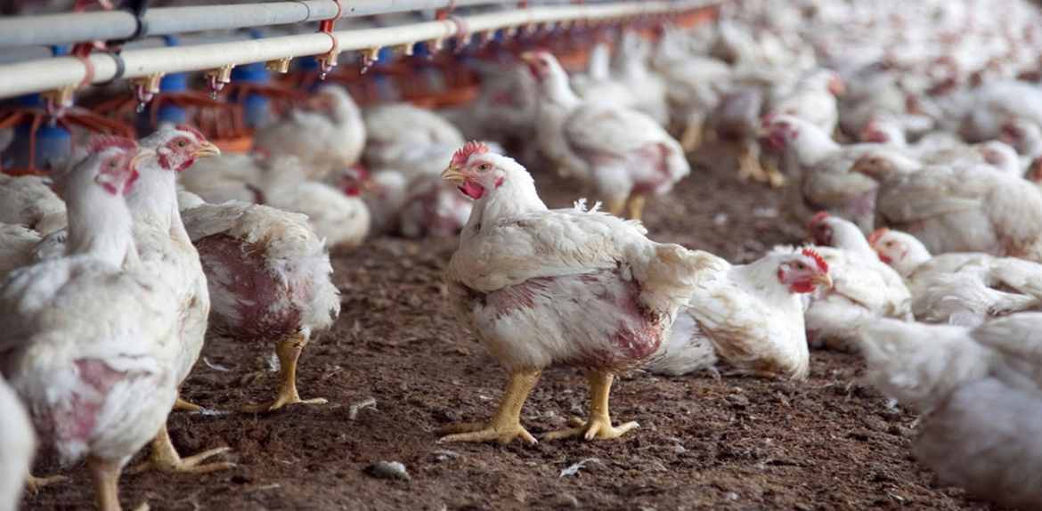 OMS confirma muerte de humano por gripe aviar A(H5N2) en México; primer caso a nivel Mundial