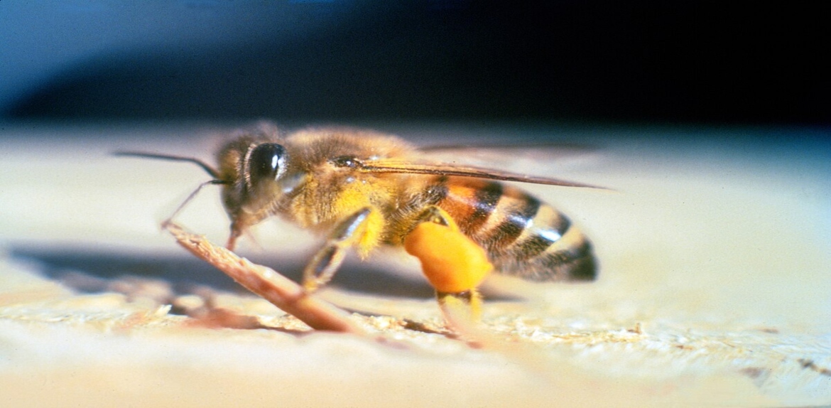 Las abejas africanas: cuál es la peligrosidad y su presencia