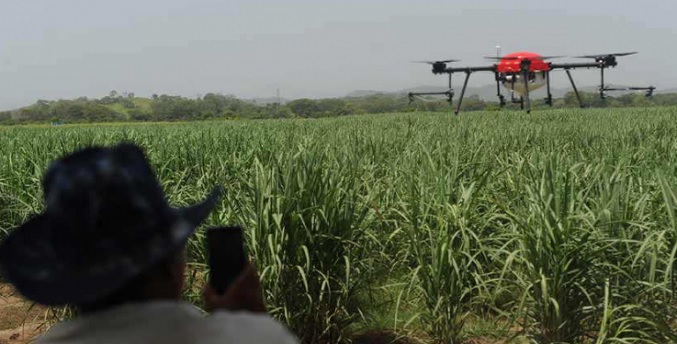 Producción de azúcar en el país ronda un 60%