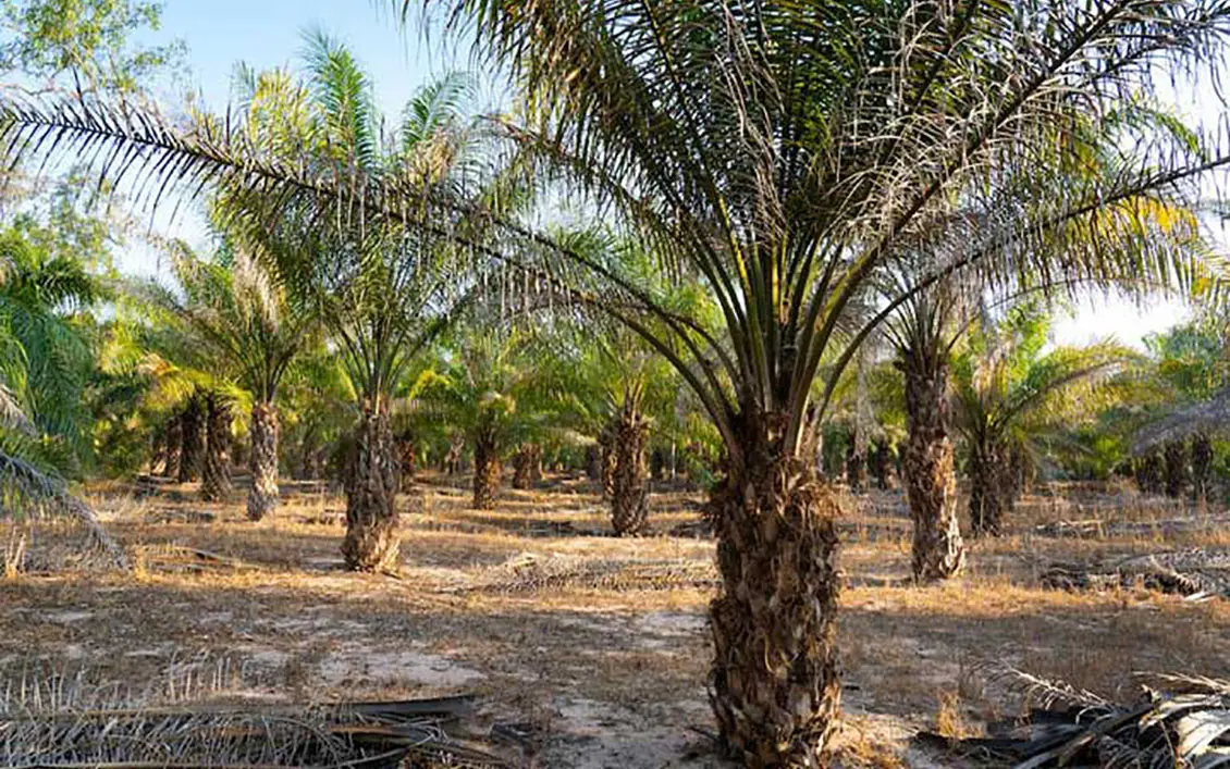 Zulia lidera la siembra de palma aceitera con 80.000 hectáreas en producción