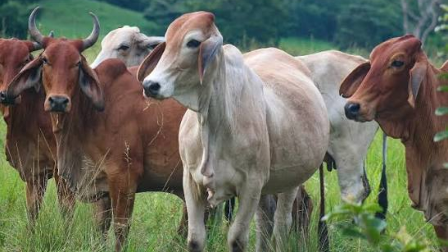 Arriban al país 1.947 hembras Brahman para fortalecer el rebaño nacional