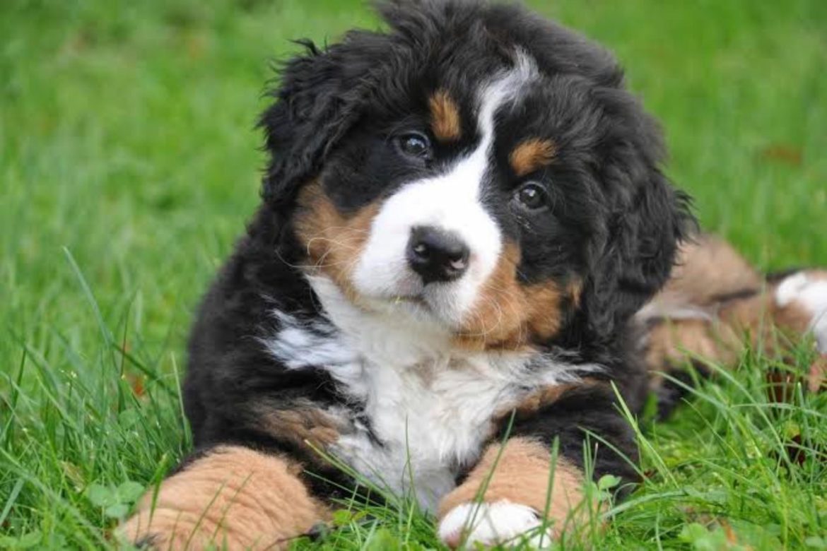 Se desarrolla campaña de Vacunación Séxtuple Canina gratuita en el país