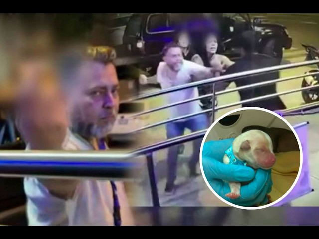 Médico venezolano agrede a veterinario tras abandonar en clínica a perritos recién nacidos