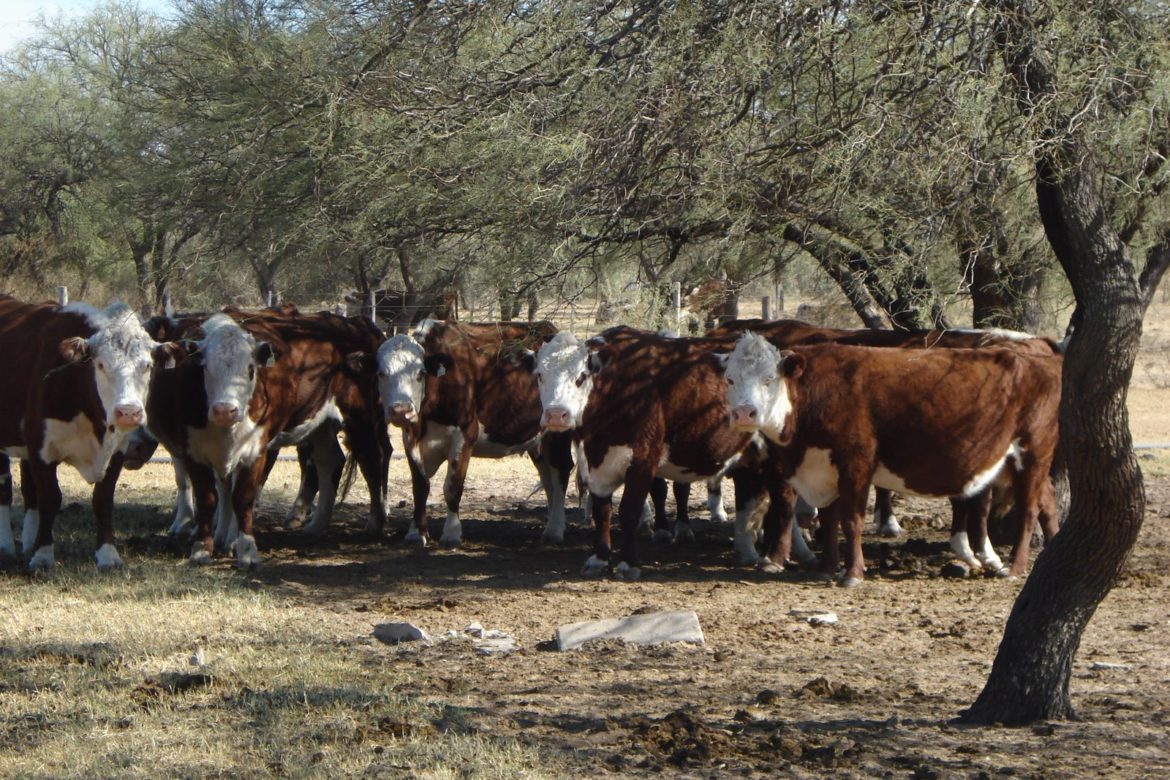 GNB recupera 42 reses extraídas de una hacienda en Machiques de Perijá