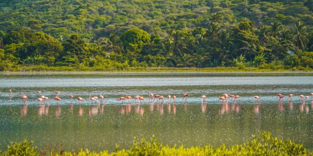 Nominan a la Laguna de Unare como uno de los principales destinos verdes de Sudamérica