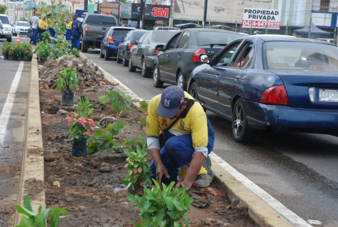 Maracaibo despliega plan de arborización por un ambiente verde en la ciudad