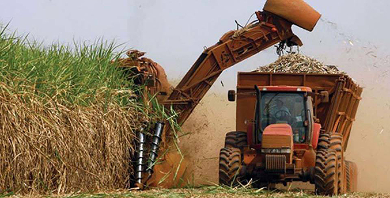 Fesoca espera cerrar zafra con 4,6 millones de toneladas de caña de azúcar