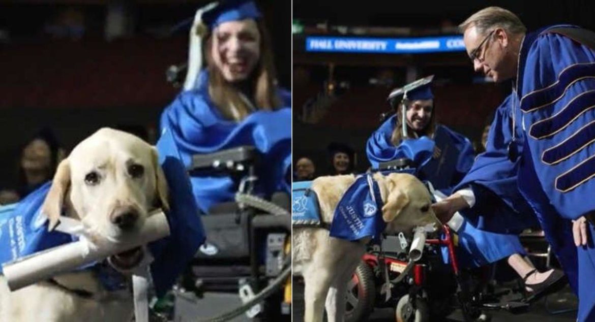 Perro guía recibe diploma universitario por acompañar a su dueña a todas sus clases